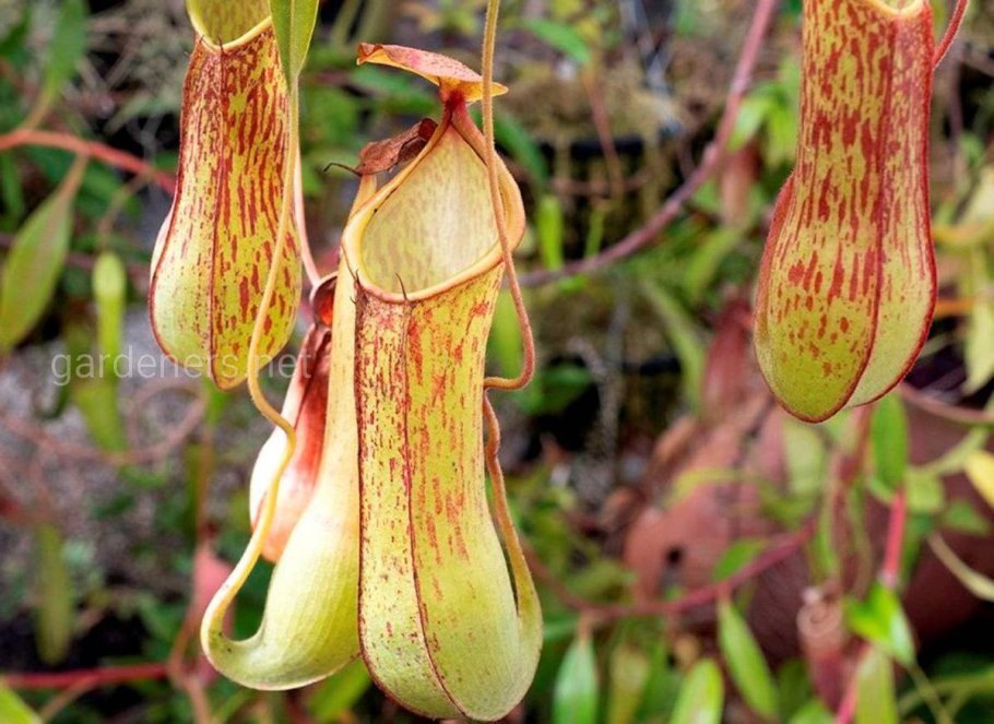 Непентес алата