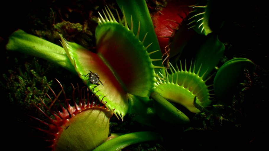 Венерина мухоловка гигантская