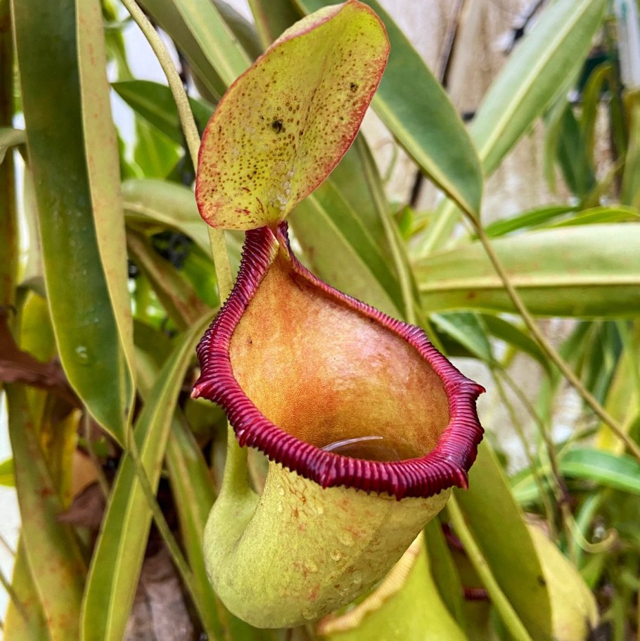 Непентес (Nepenthes)