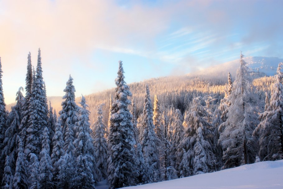 Зимний еловый лес
