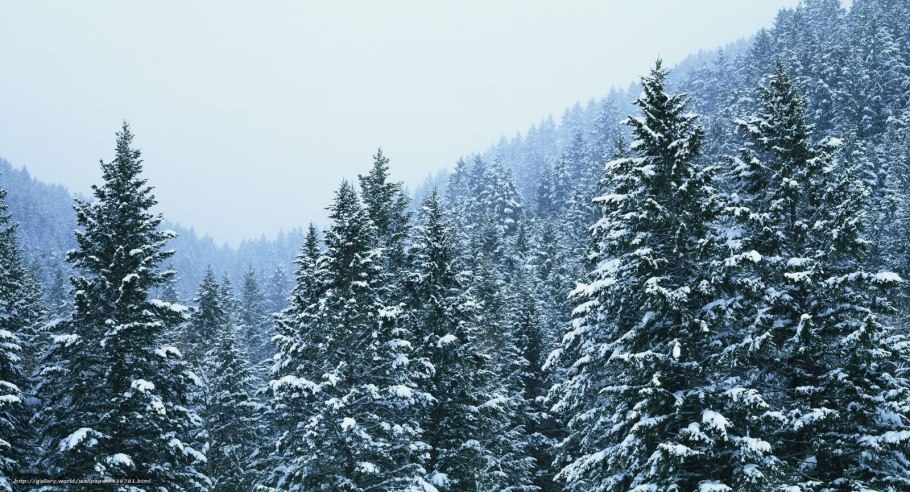 Тайга лес елка