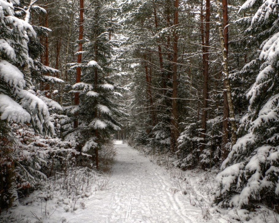 Снежный лес