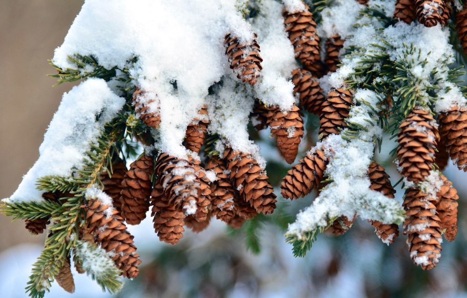 Ель в снегу