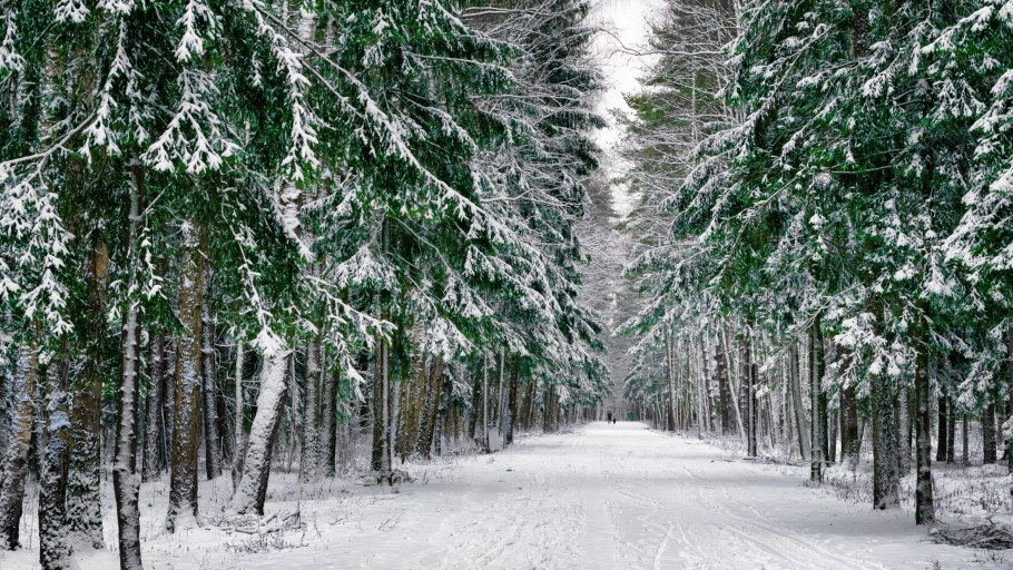 Хвойный лес в снегу