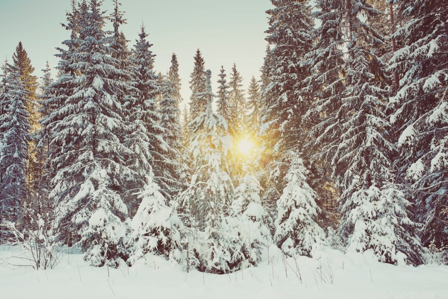 Еловый лес зима