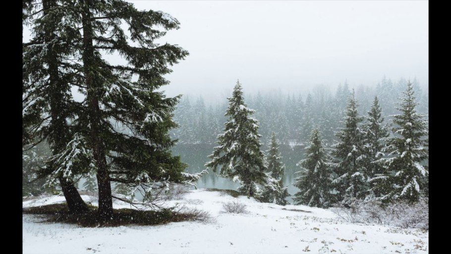 Зимний хвойный лес качество 4 к