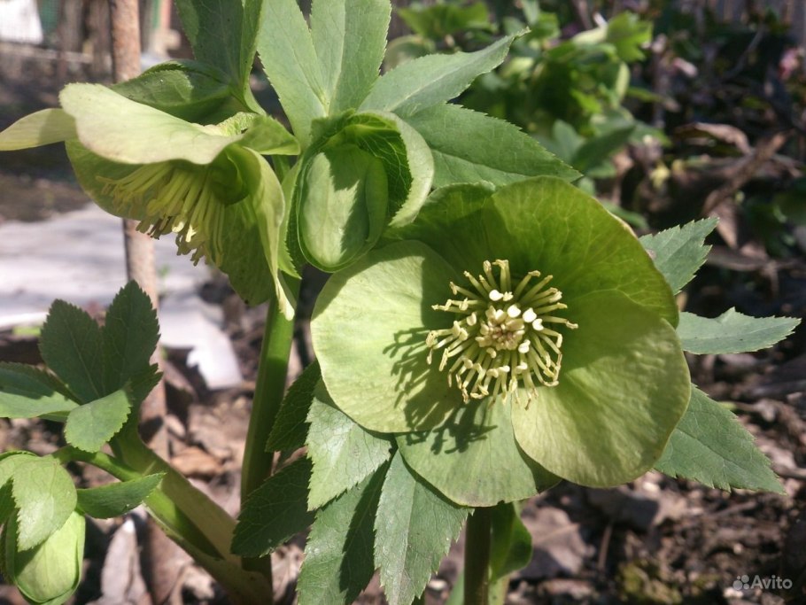Трава морозник в таблетках