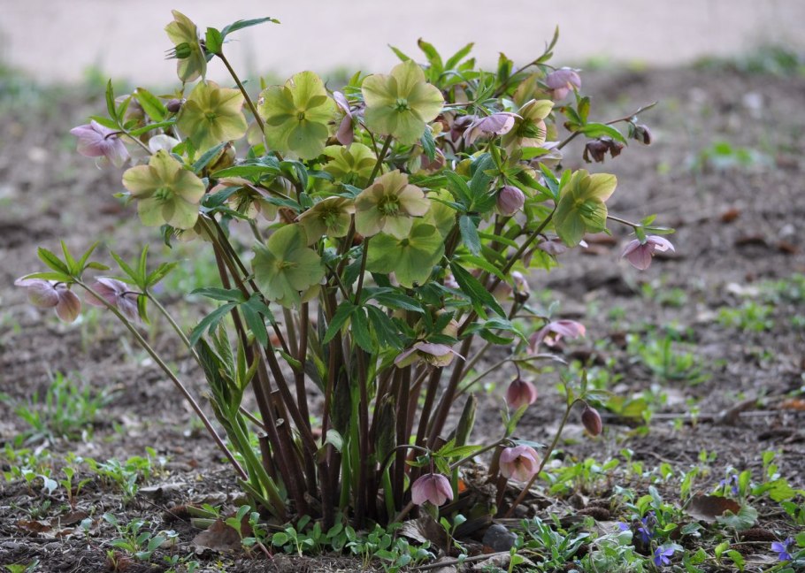 Морозник кавказский (Helleborus caucasicus)