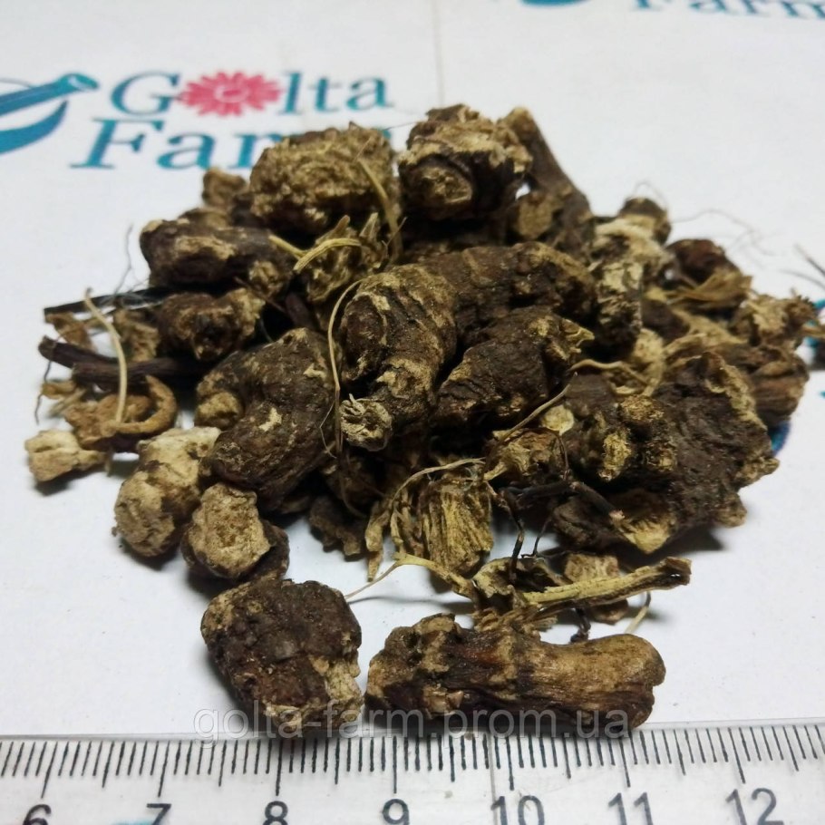 Морозник кавказский цветок