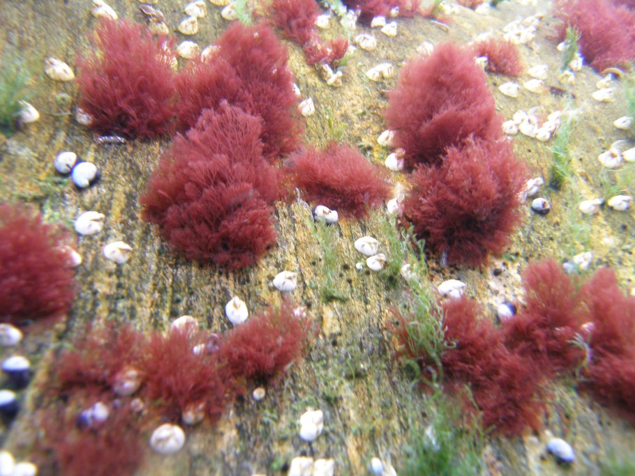 Красные водоросли Филлофора