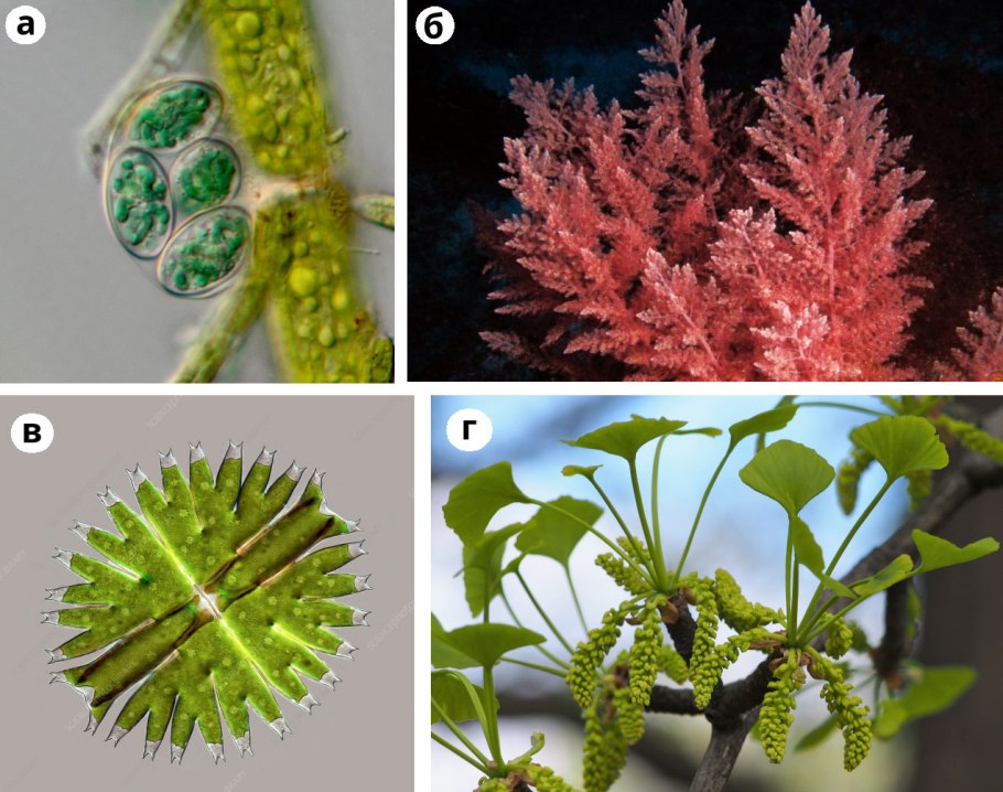 Логотип водоросли