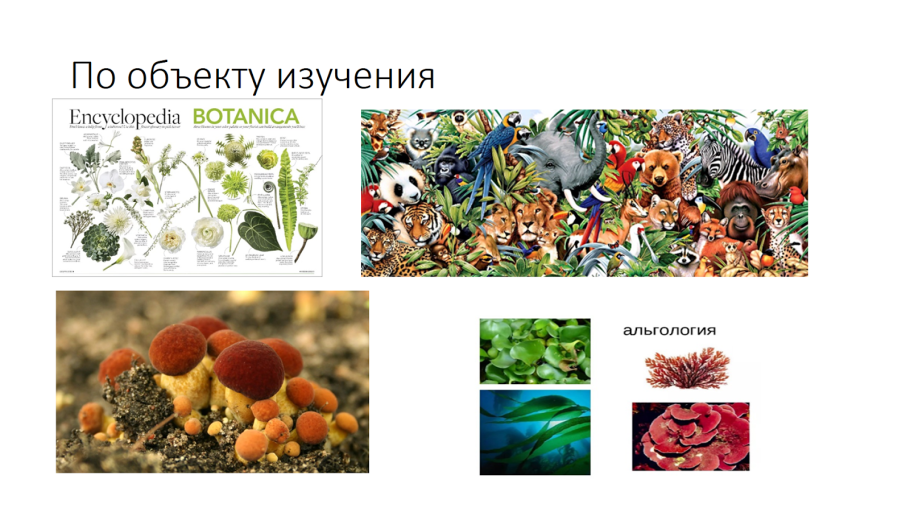 Биология таблица признаки водорослей