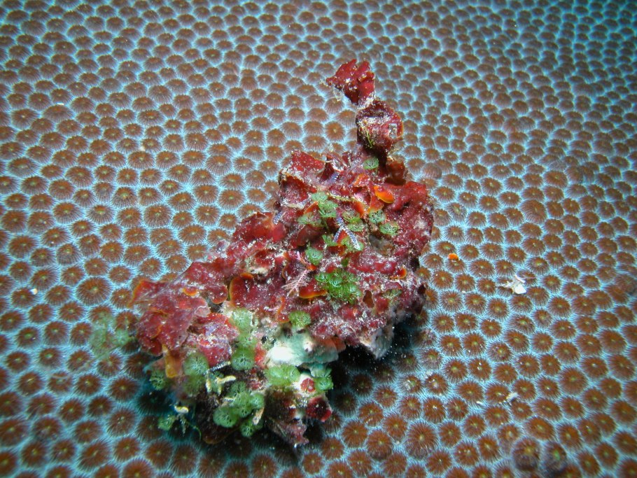 Порфира Филлофора