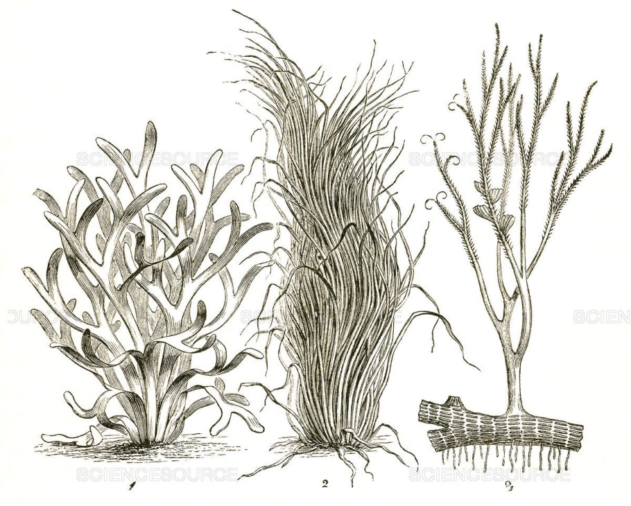 Красные водоросли флоридеи