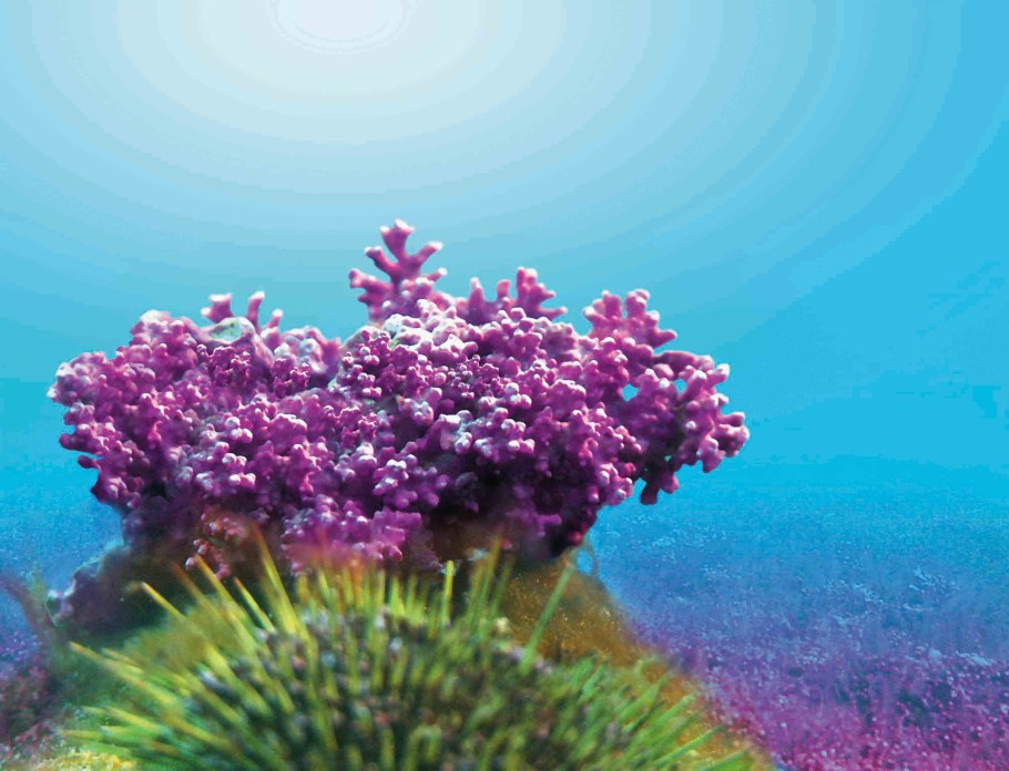 Красные водоросли под микроскопом