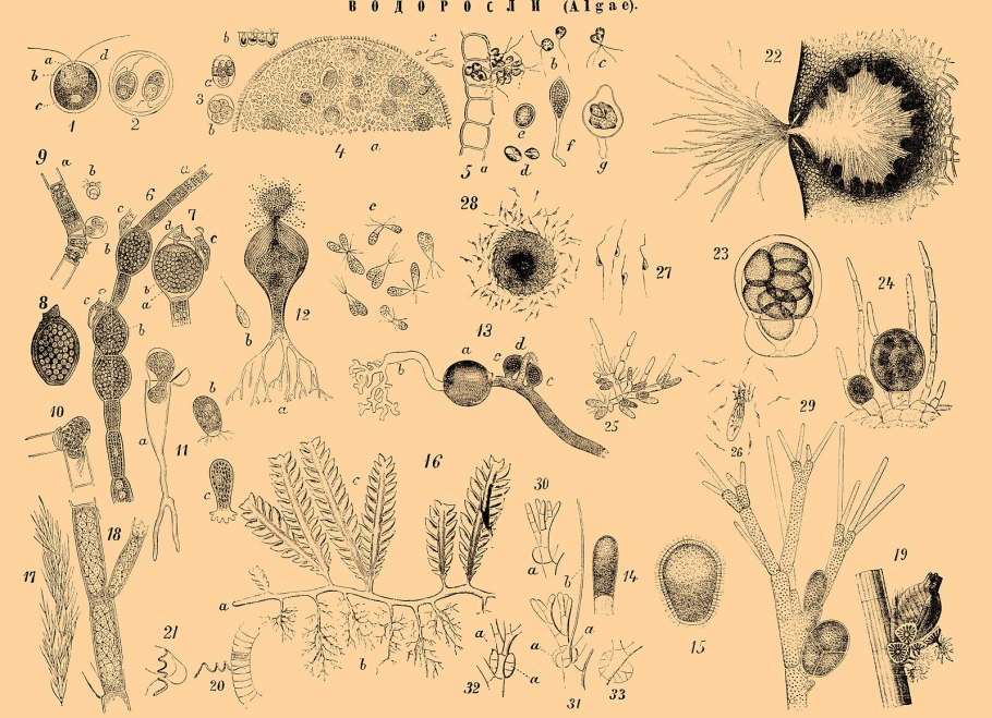 Трентеполия водоросль