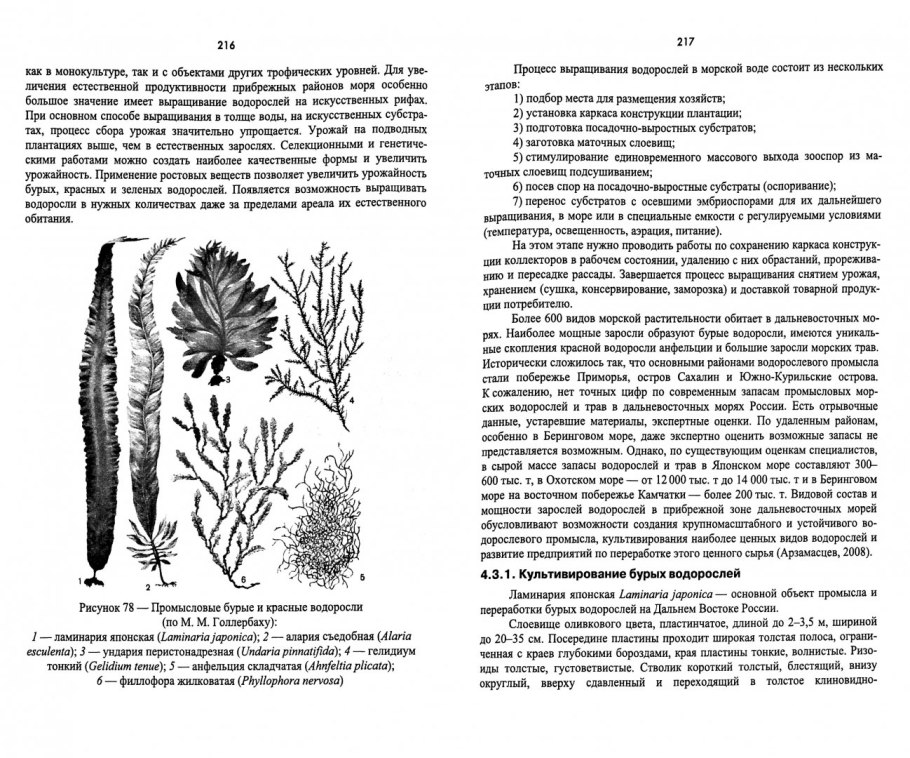 Бангиевые водоросли
