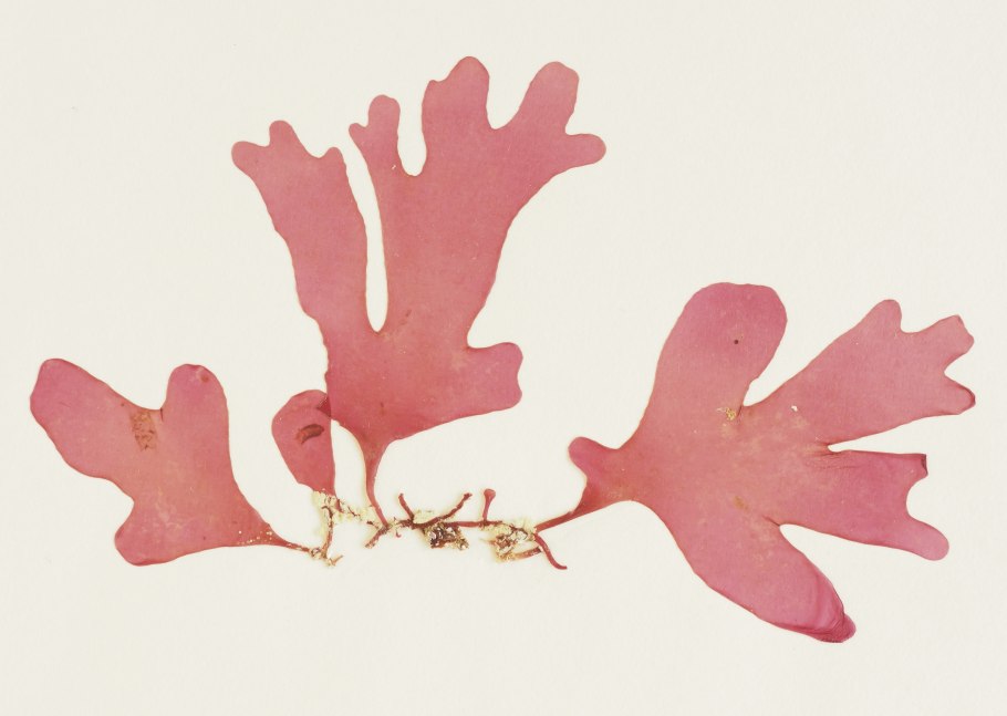 Флора Средиземного моря