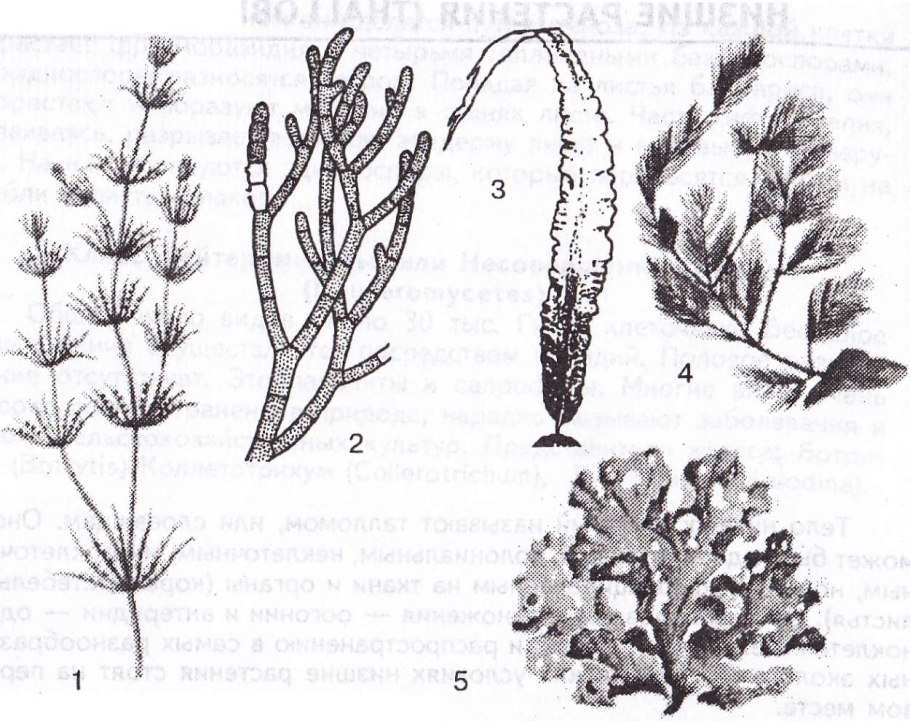 Водоросли 7 класс учебник