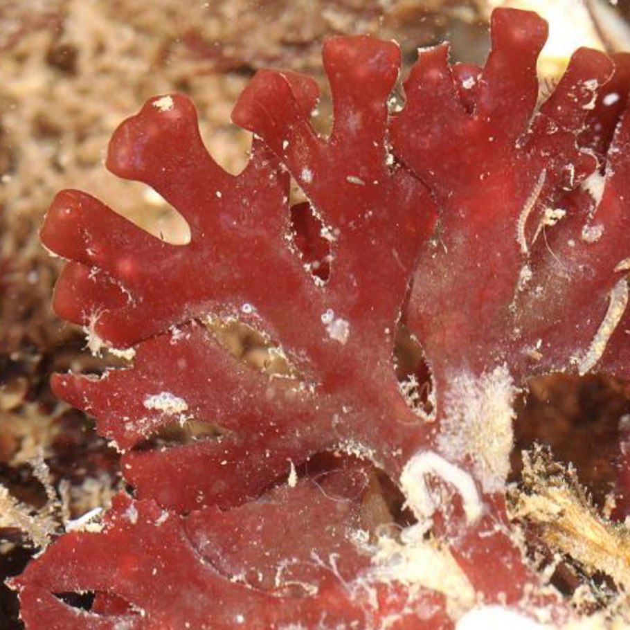 Цианеи водоросли