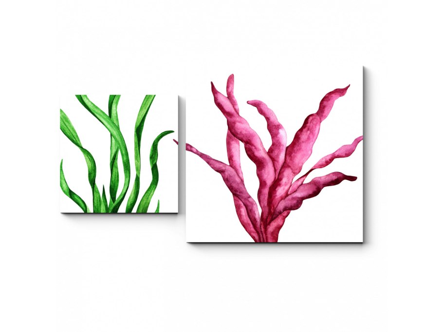 Морские водоросли