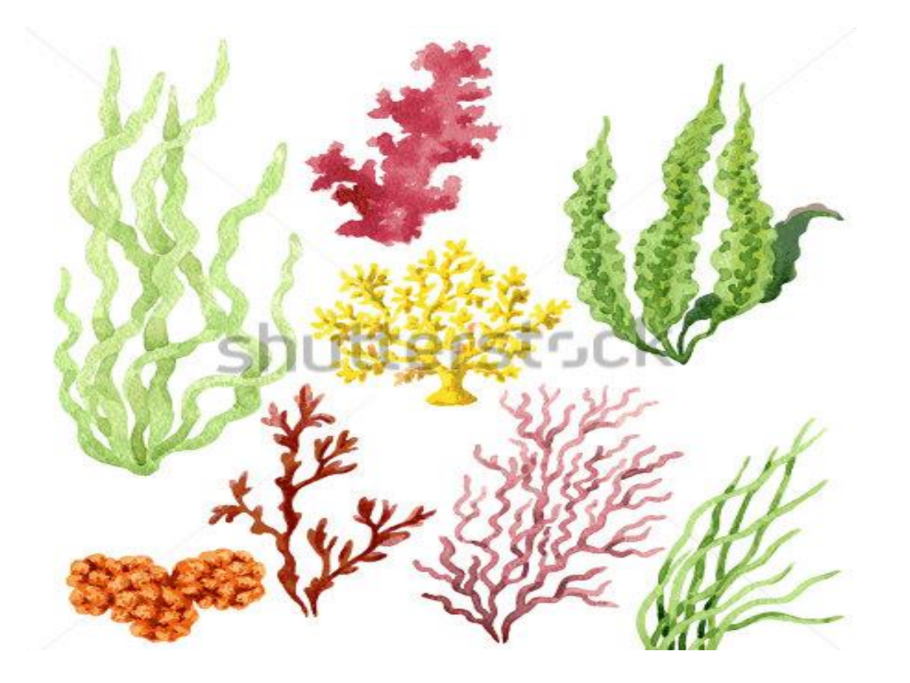 Классификация высших споровых растений схема