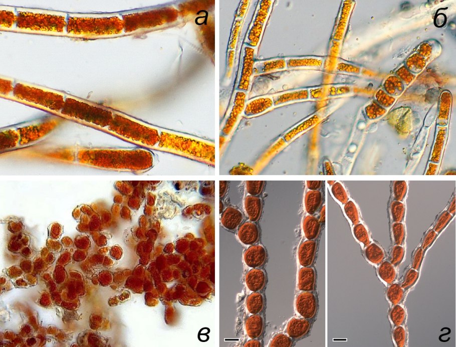 Водоросли учебник