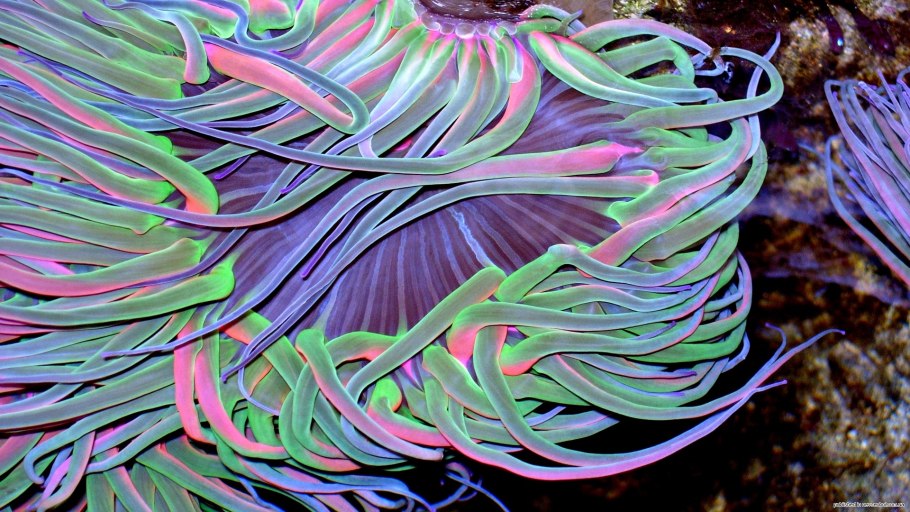 Цианобактерии Phormidium