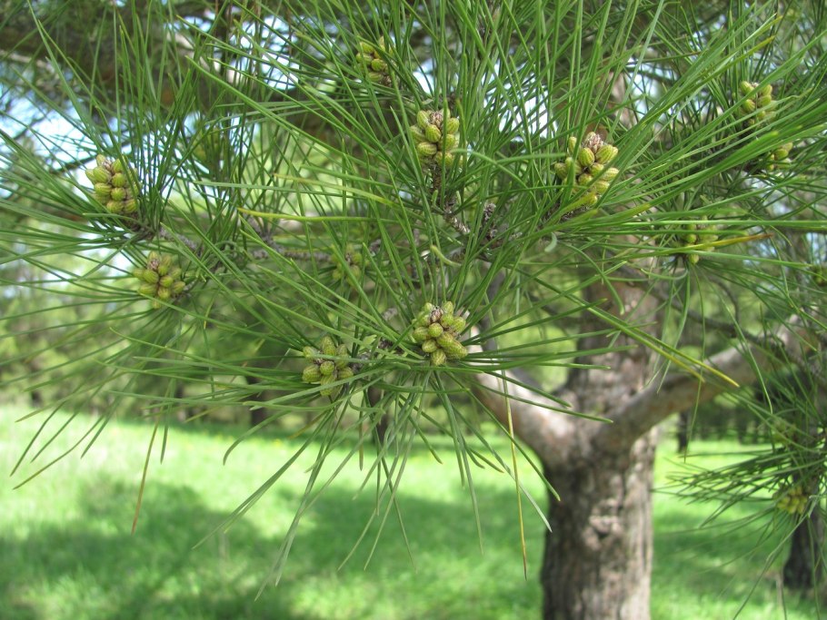 Эльдарская сосна Pinus eldarica