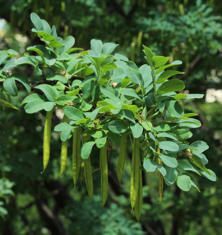 Caragana arborescens (Карагана древовидная (Сибирская), жёлтая Акация)