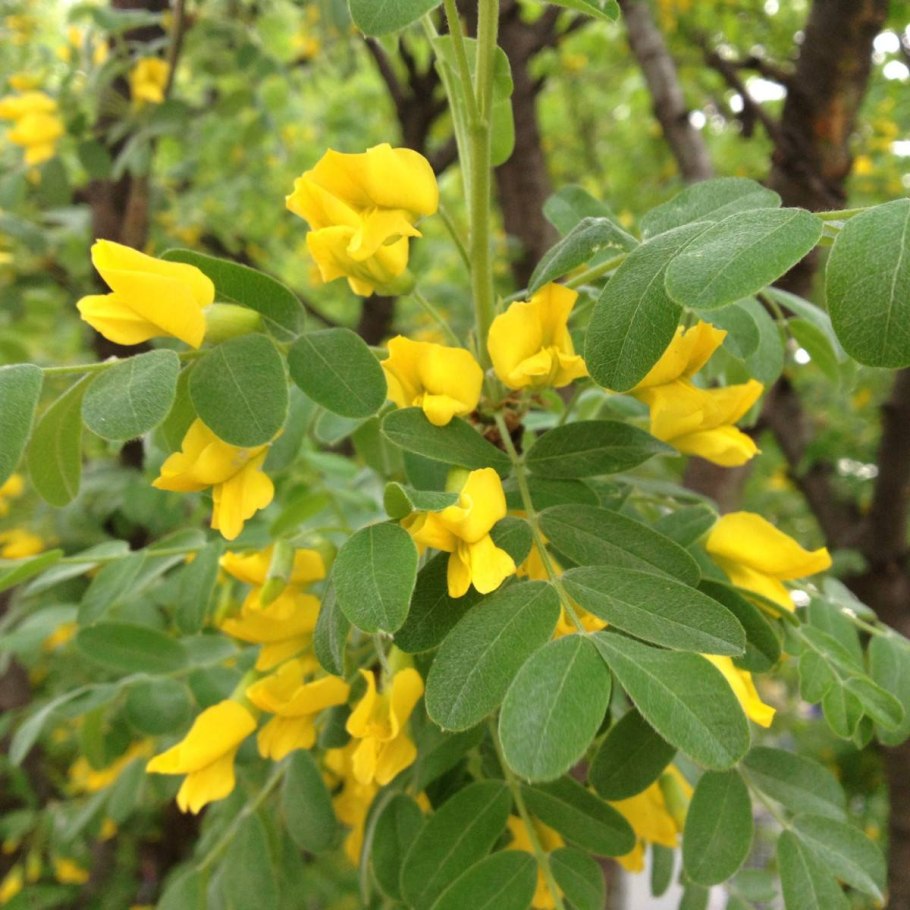 Карагана Уссурийская Caragana ussuriensis