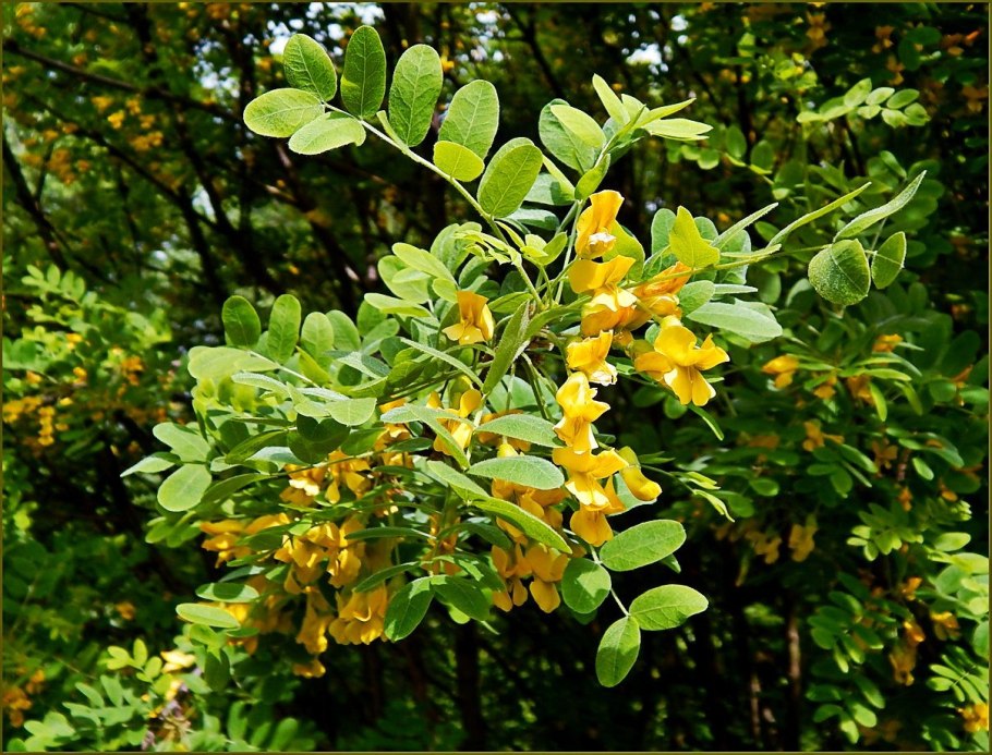 Карагана Акация древовидная Caragana arborescens