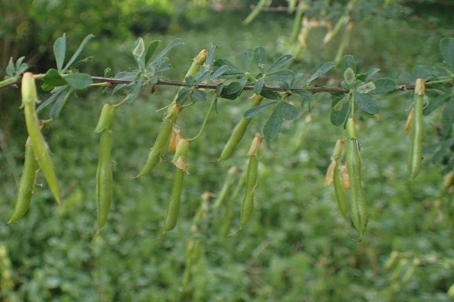 Карагана древовидная (Caragana arborescens)