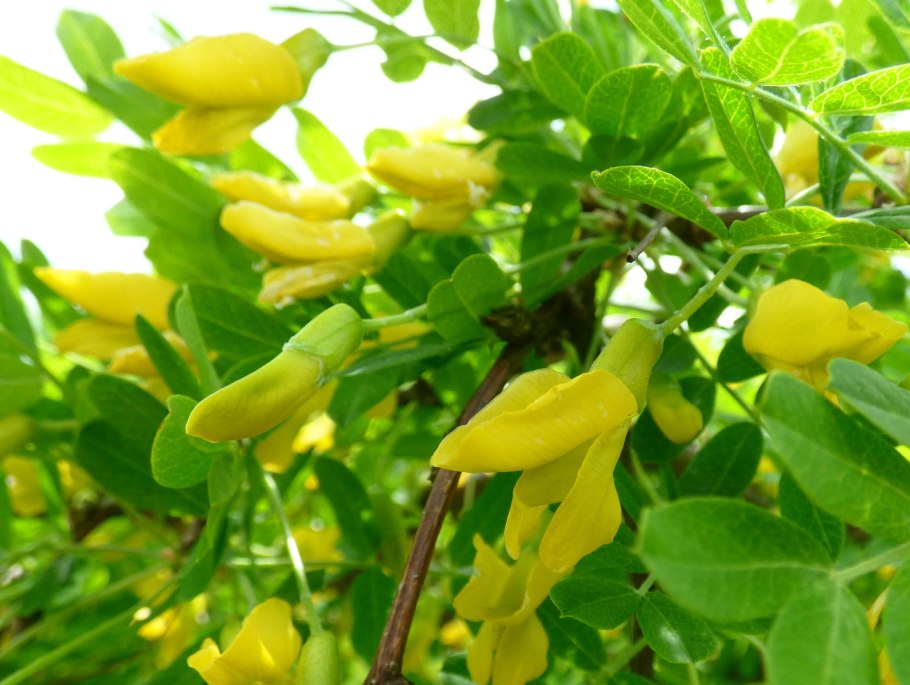Акация великолепная (Acacia spectabilis