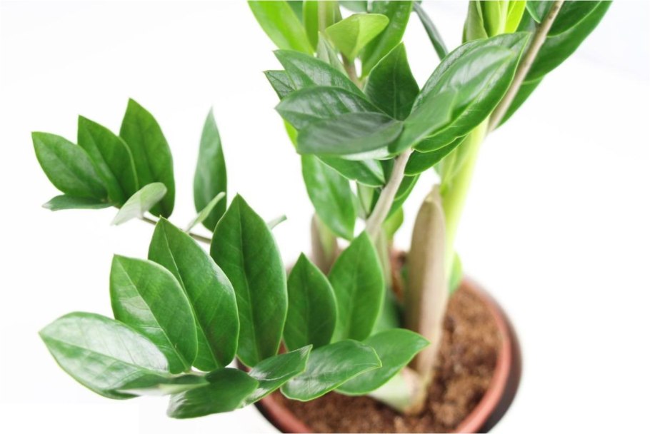 Замиокулькас zamiifolia Zanzibar 9/25