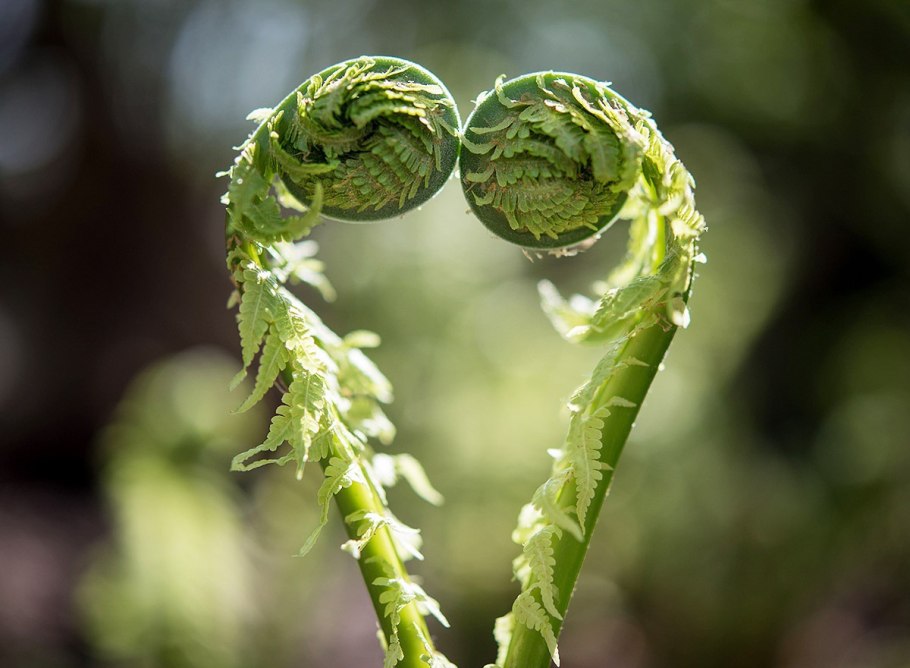 Растения с листьями папоротника