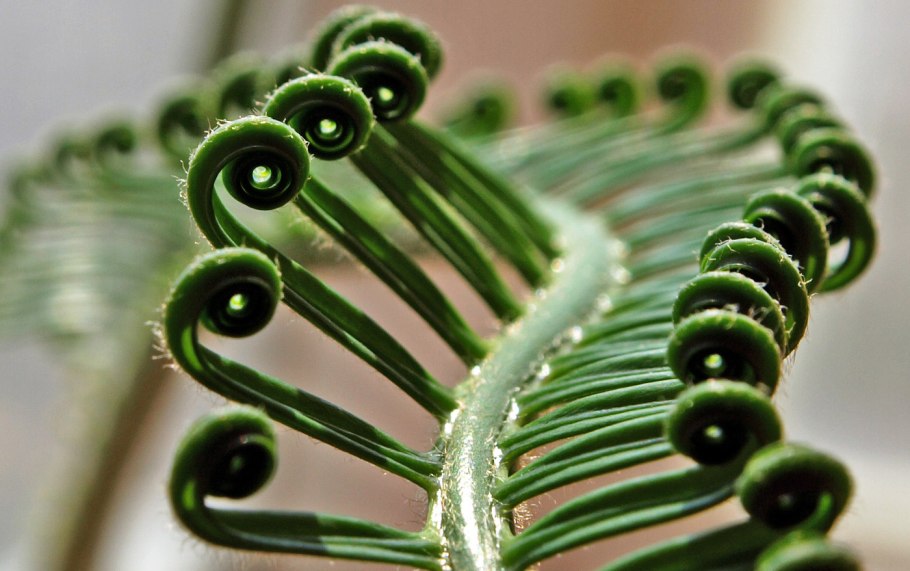 Папоротниковидные вайи