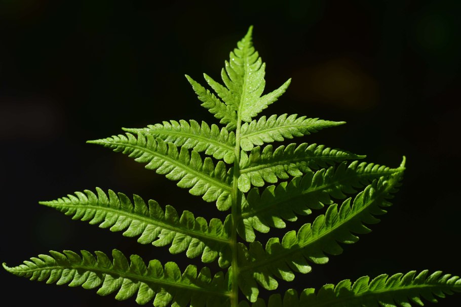 Папоротник Страусово перо