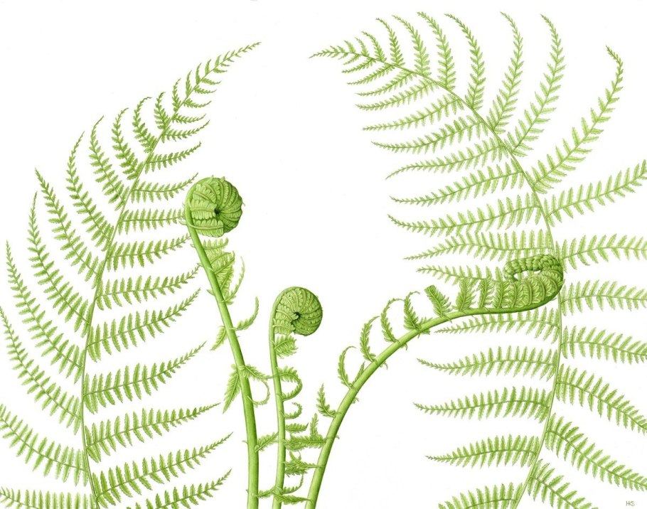 Цикл размножения папоротниковидных