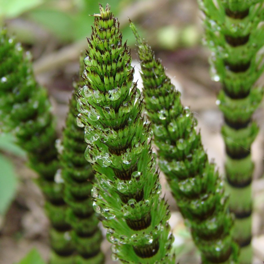 Отдел Папоротникообразные высшие споровые растения