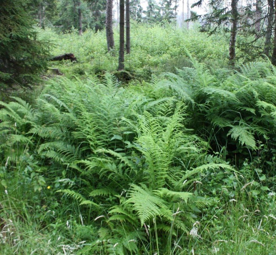 Страусник обыкновенный