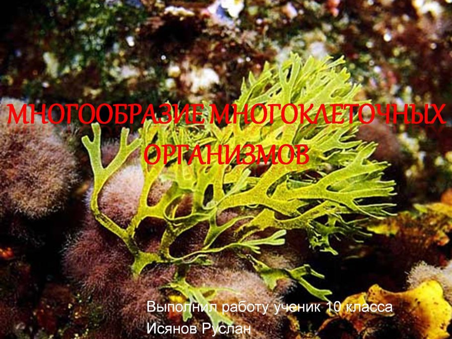 Водоросли макрофиты