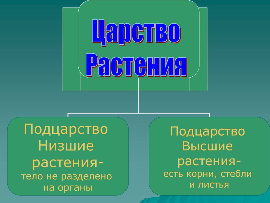 Царство растения Подцарство