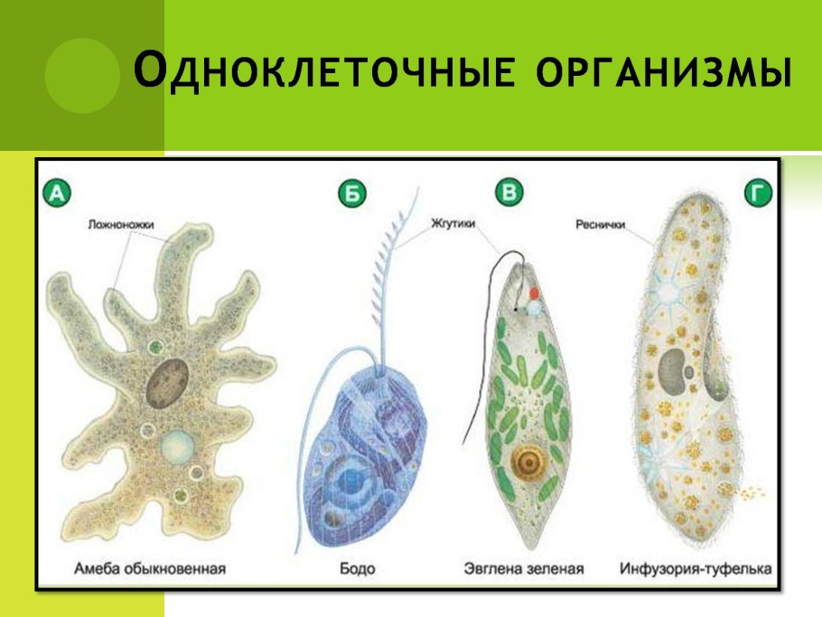 Представители подцарства одноклеточные