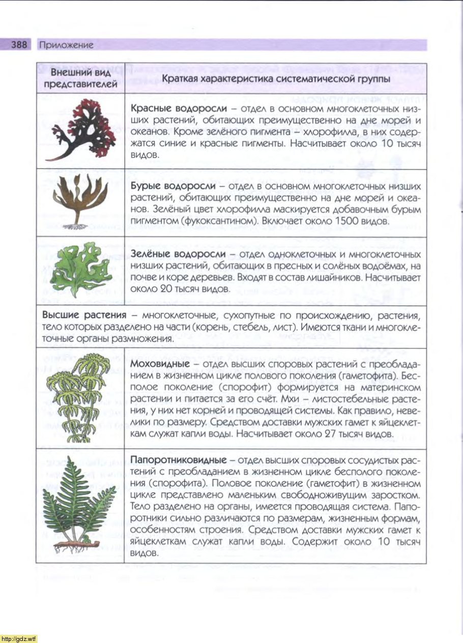 Характеристика низших растений