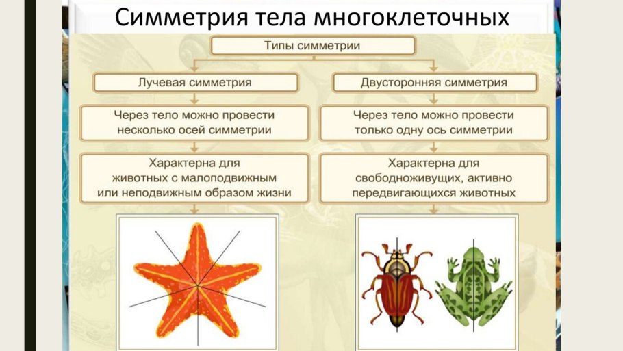 Типы симметрии животных