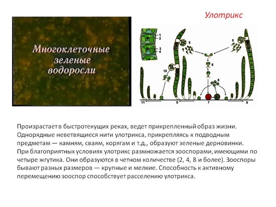 Жизненный цикл зеленых водорослей улотрикс