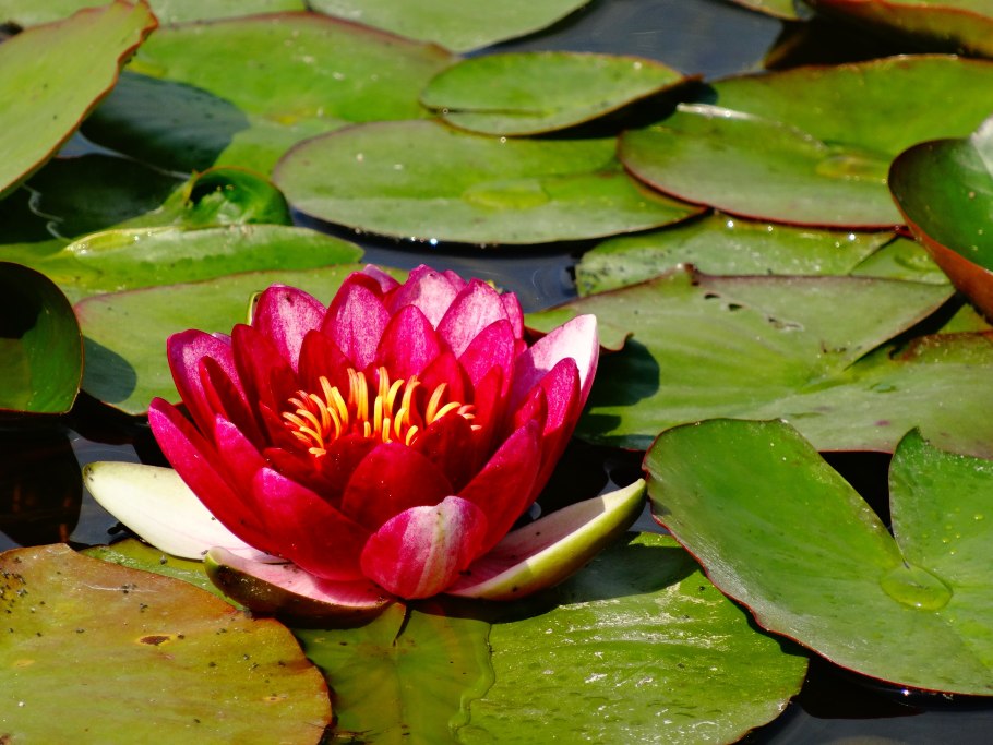 Эйхорния Водный гиацинт аквариумное