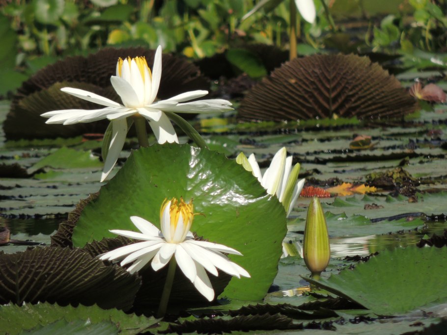 Водная растительность