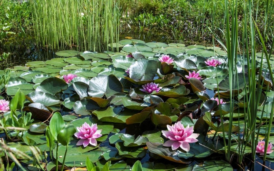 Водные и прибрежные растения